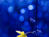 PIERRU-coul-01-automne-bleu-et-or
