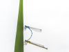 Tandem-amoureux-libellules