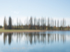 flou-arbres
