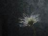 Anemone-pulsatille