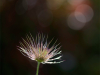 Anemone-pulsatille_C