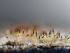 Mousse-muret_C5