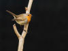Rouge-gorge-branche_C4