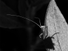 Sauterelle-verte_NB2