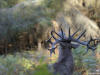 Boutissaint-cerf-18-D