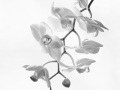 Orchidee-NB-2