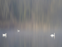 Matin dhiver