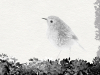 Rouge-gorge, dessin n&b