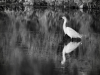 Aigrette-nb_
