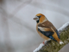 Grosbec-male-neige