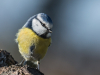 mésange-bleue_MDP3059-3b