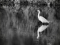 Aigrette-nb_