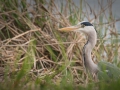 Heron_3-170417